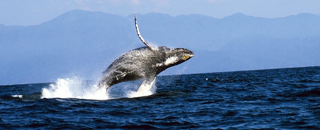 Avistamiento de ballenas en Puerto Vallarta: una experiencia inolvidable