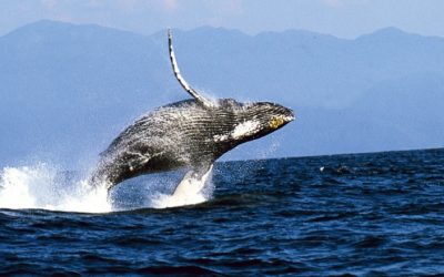 Avistamiento de ballenas en Puerto Vallarta: una experiencia inolvidable