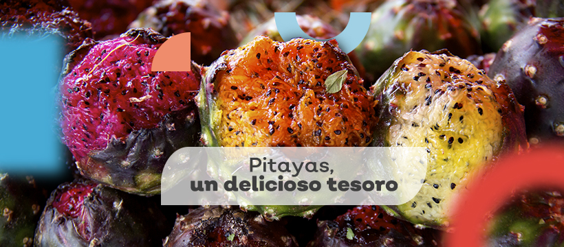 Pitayas un delicioso tesoro