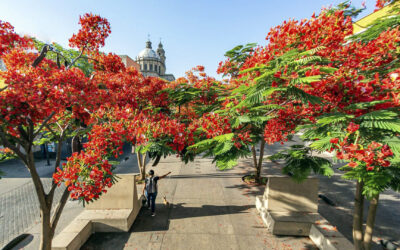 Árboles de Guadalajara: estas son las 10 especies más populares
