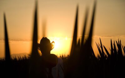 Jalisco: La cuna del tequila y la raicilla, anfitrión del Spirits Selection by CMB 2025