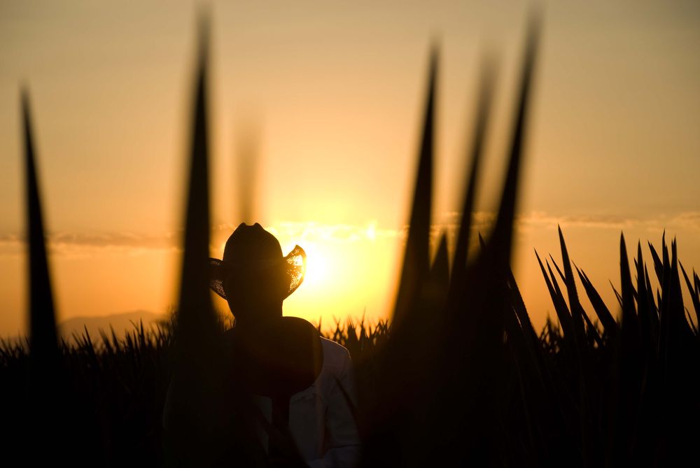 Jalisco: La cuna del tequila y la raicilla, anfitrión del Spirits Selection by CMB 2025