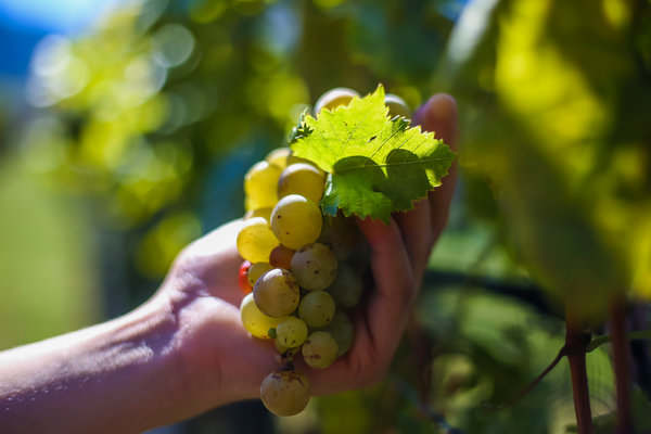 Vinícolas de Jalisco