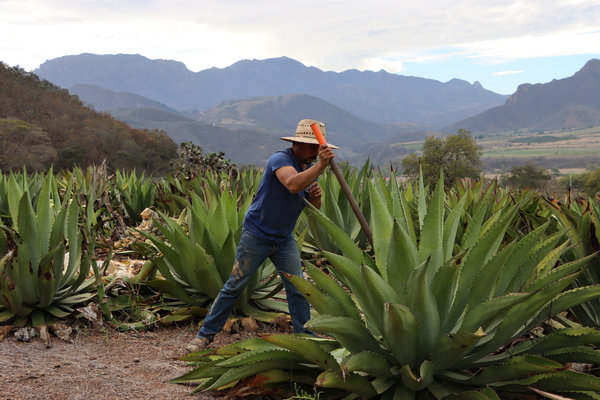 Experiencias inolvidables con raicilla: descubre el destilado artesanal de Jalisco